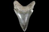 Serrated, Fossil Megalodon Tooth - Sharp Lower Tooth #86686-2